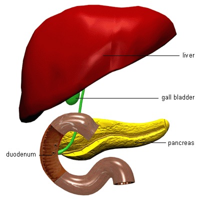 Gallbladder2